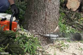 Best Tree Disease Treatment  in Bolingbrook, IL