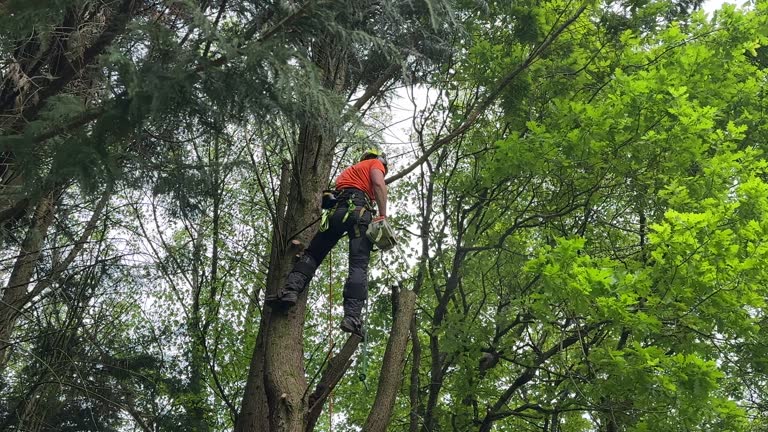 Best Tree Maintenance Programs  in Bolingbrook, IL