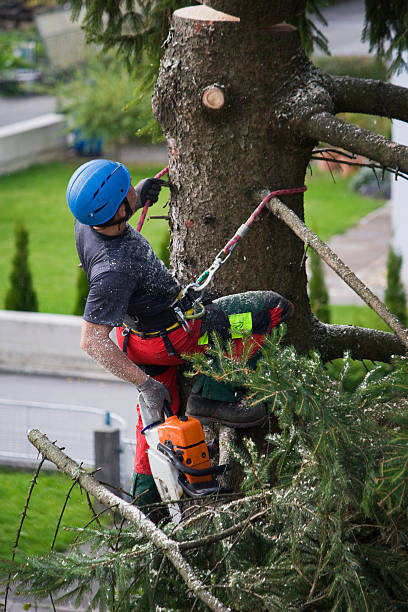 Lawn Renovation and Restoration in Bolingbrook, IL